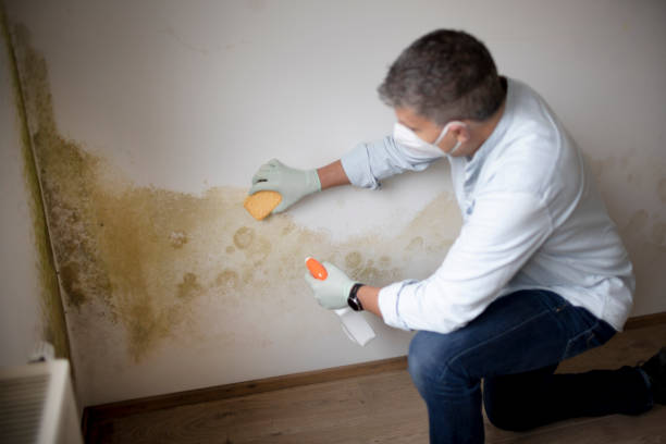 Dehumidification Services in Mentone, CA