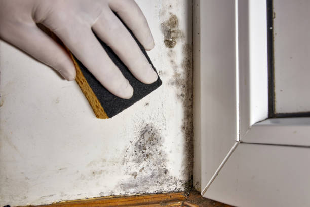 Best HVAC Mold Inspection and Cleaning  in Mentone, CA